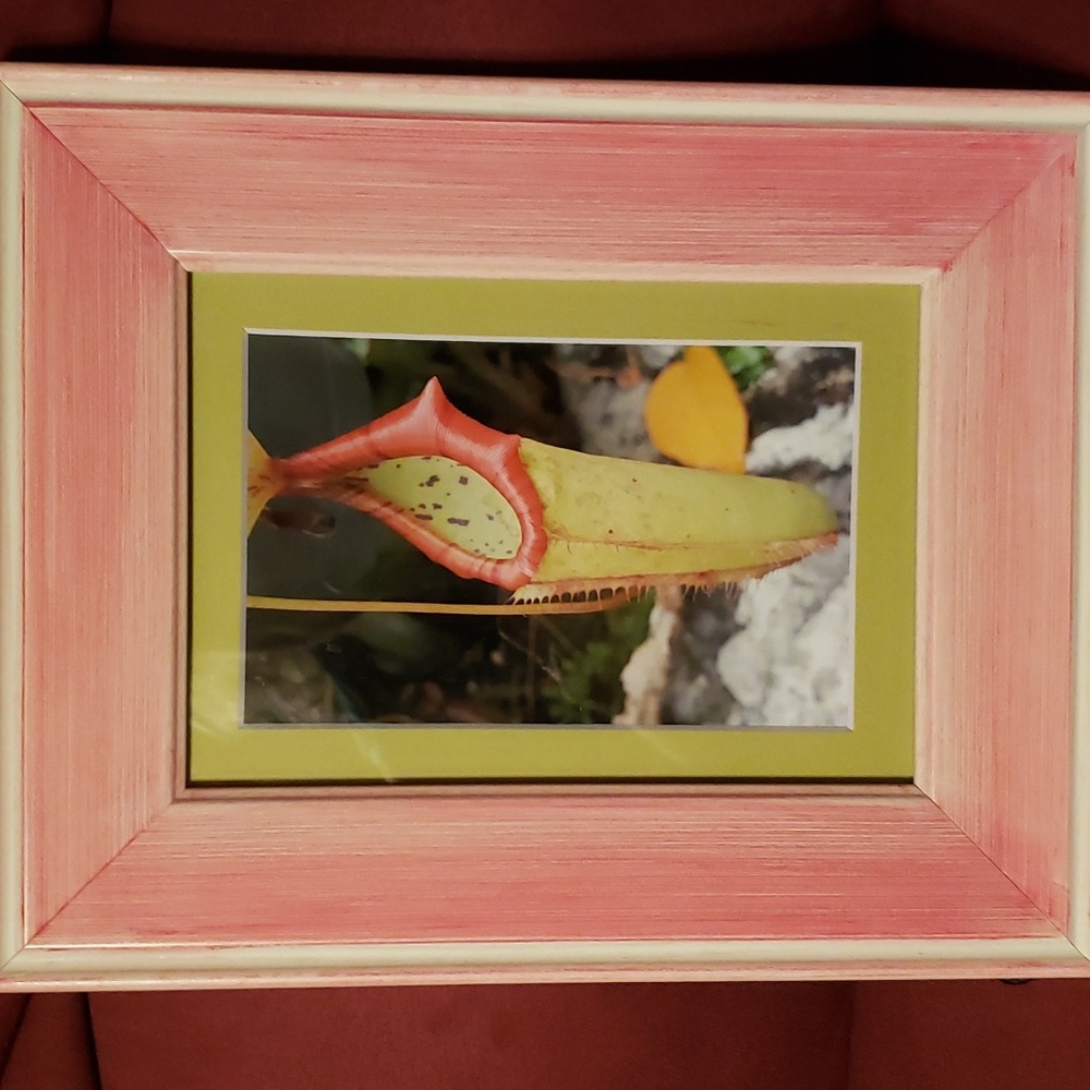 Framed Picture Plant Photo
